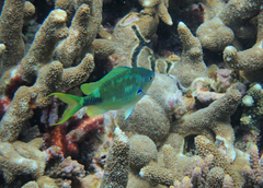 Chromis atripectoralis