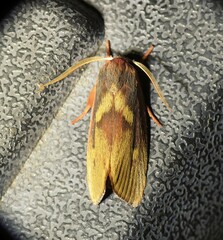 Cryptophasa