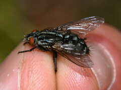 Sarcophagidae