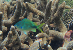 Chromis atripectoralis