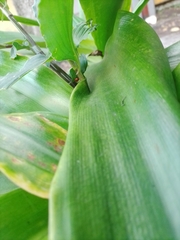 Cycloneda sanguinea
