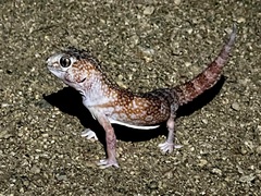 Chondrodactylus angulifer