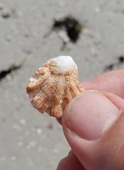 Plicatula gibbosa