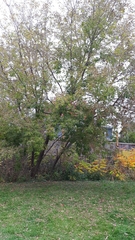 Acer negundo