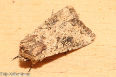 Mythimna languida