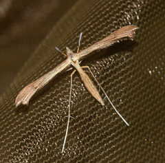 Pterophoridae