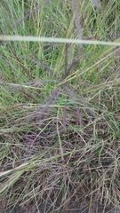 Bothriochloa ischaemum