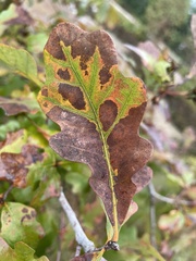 Quercus margaretiae