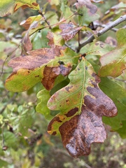 Quercus margaretiae