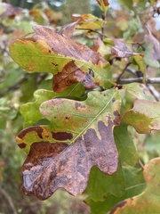 Quercus margaretiae