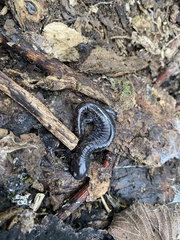 Ambystoma barbouri