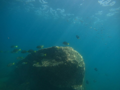 Prionurus laticlavius