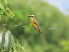 Myiozetetes cayanensis