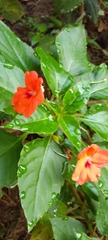 Cordia sebestena