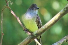 Myiarchus apicalis