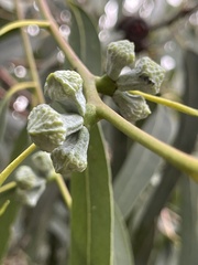 Eucalyptus globulus bicostata