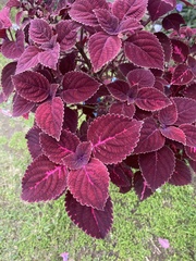 Coleus scutellarioides