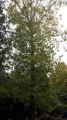Populus deltoides