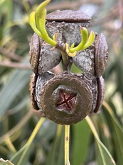 Eucalyptus globulus bicostata