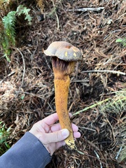 Chroogomphus vinicolor