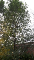 Ulmus pumila