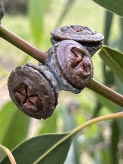 Eucalyptus globulus bicostata