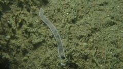 Annelida