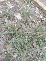 Bothriochloa barbinodis