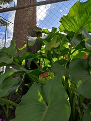 Zantedeschia aethiopica
