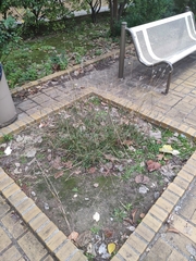 Bothriochloa barbinodis