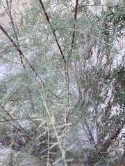 Tamarix