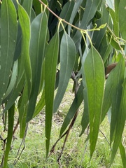 Eucalyptus globulus bicostata