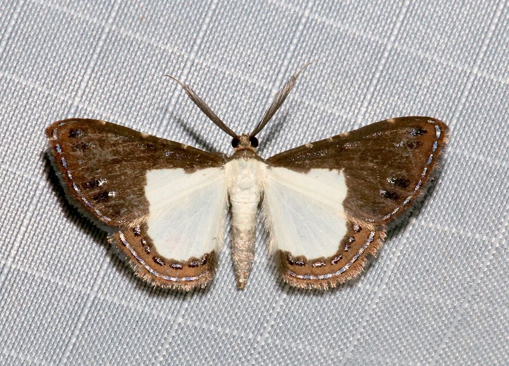 Aplogompha riofrio