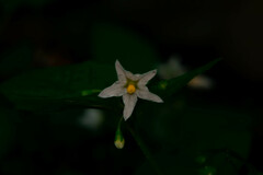 Solanum nigrum