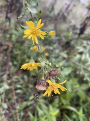 Chrysopsidinae