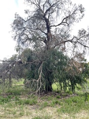 Eucalyptus globulus bicostata