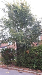 Acer negundo