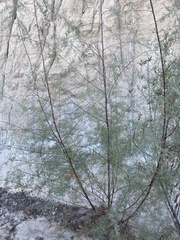 Tamarix