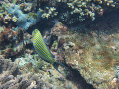 Acanthurus lineatus