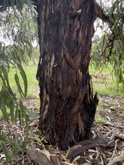 Eucalyptus globulus bicostata