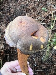 Chroogomphus vinicolor