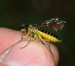 Tenthredo mioceras