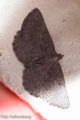 Rhoptria asperaria