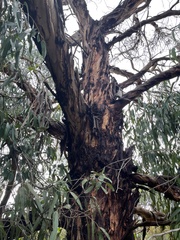 Eucalyptus globulus bicostata