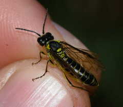 Tenthredo mioceras