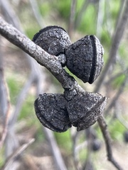Eucalyptus globulus bicostata