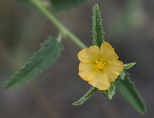 Sida atherophora observed 2022-09-26