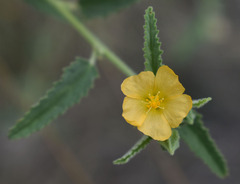 Sida atherophora