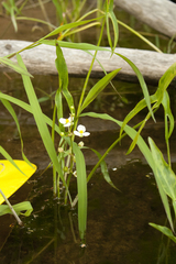 Sagittaria cristata