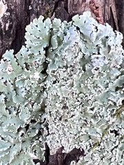 Heterodermia albicans